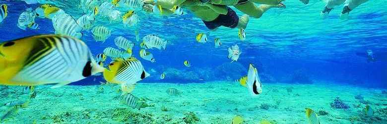 Long Island Diving
